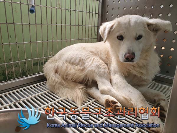 종료(안락사) 믹스…